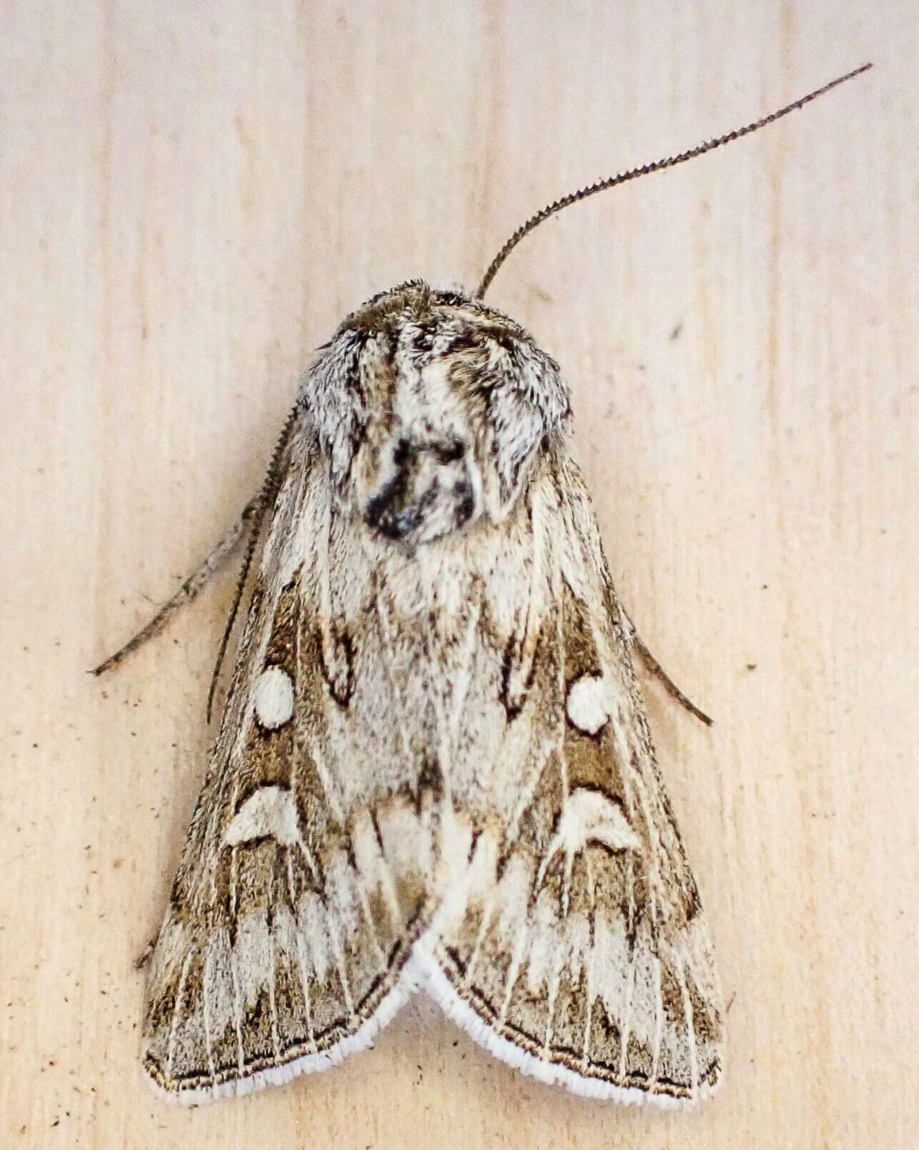 Protogygia pryorensis